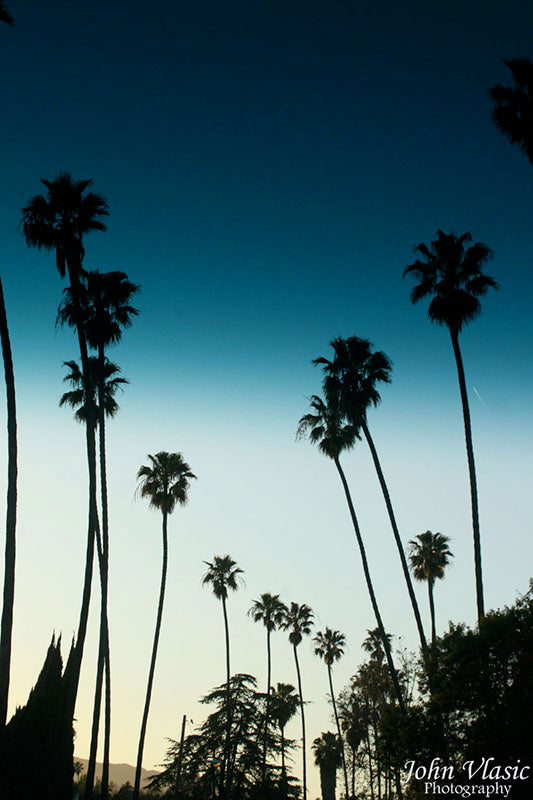 Blue Cali Palms