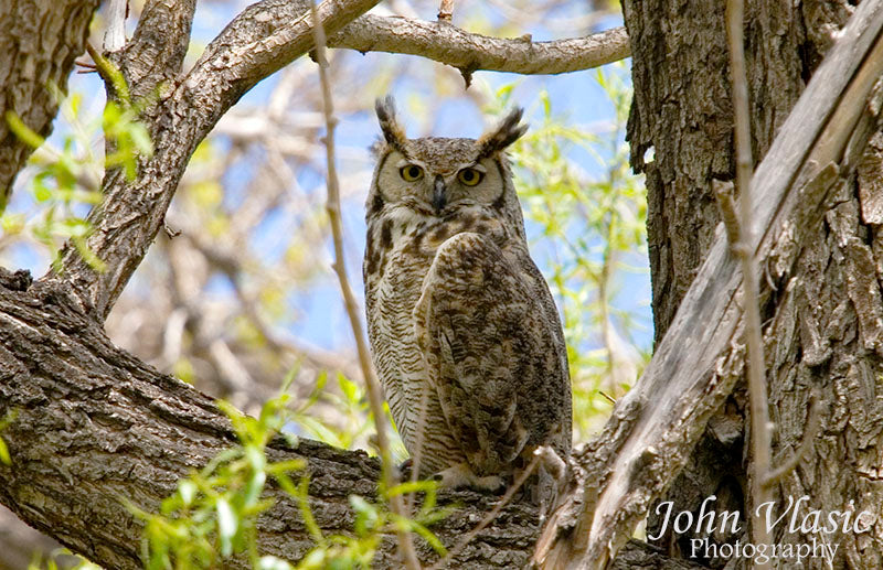 Great Horned Owl Spring