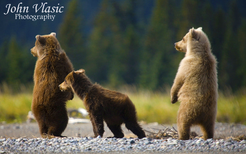 Three Baby Bears