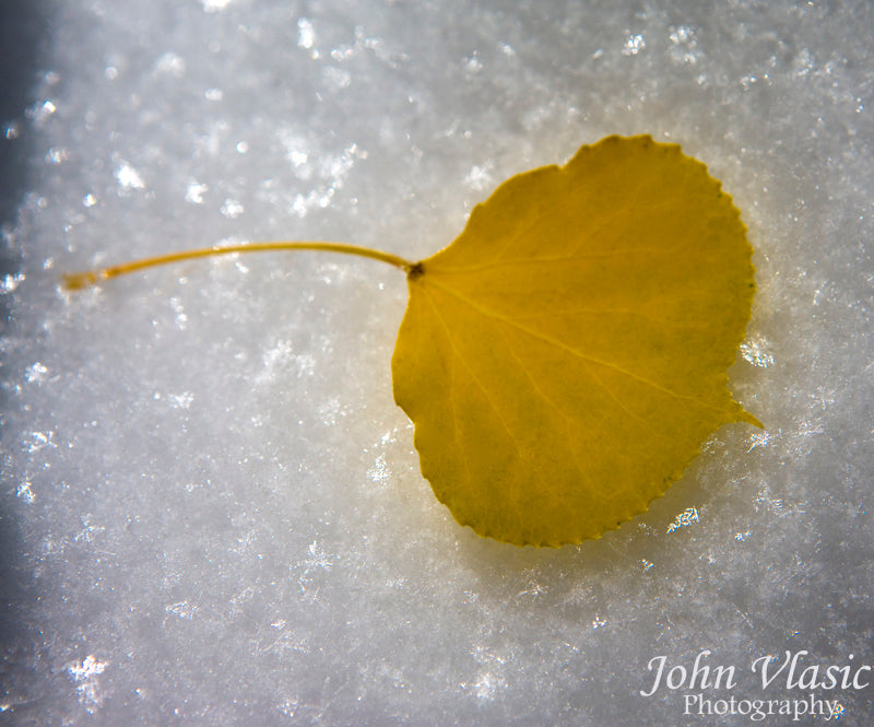 Aspen Leaf in Snow