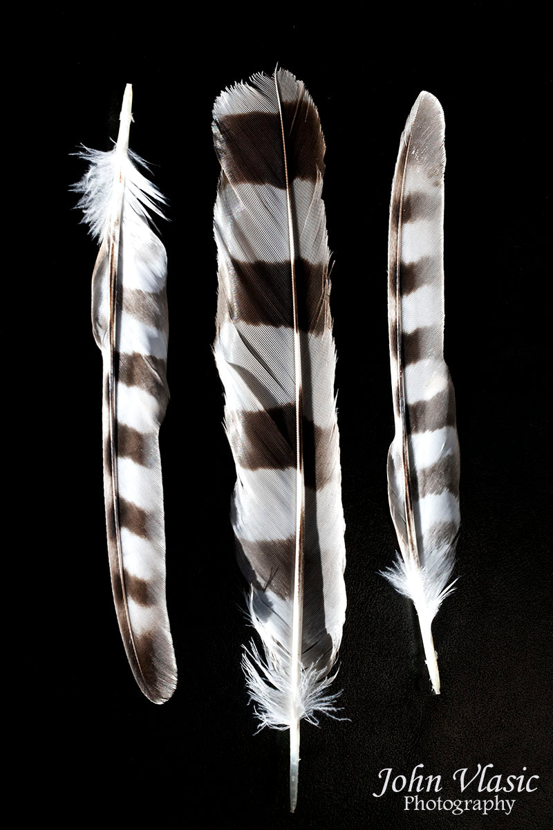 Hawk Feathers - John Vlasic Photography