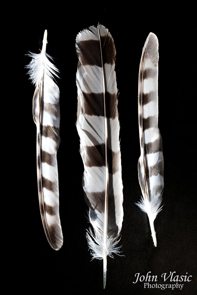 Hawk Feathers