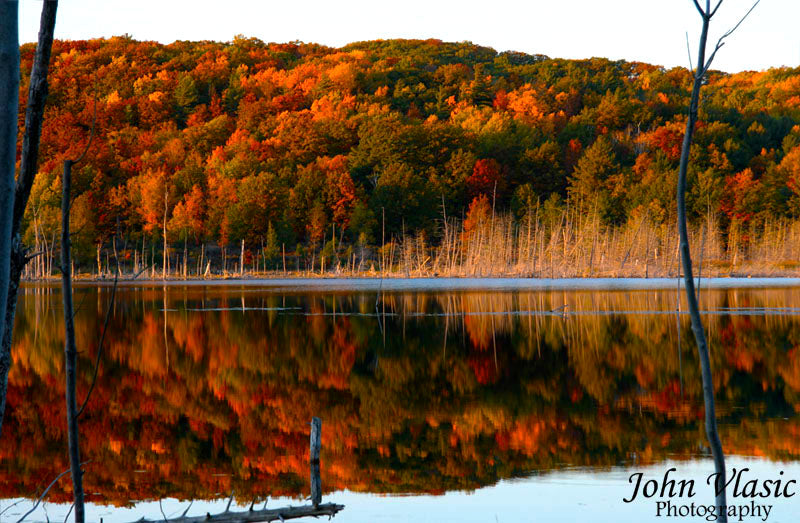 Fall Forest Reflection