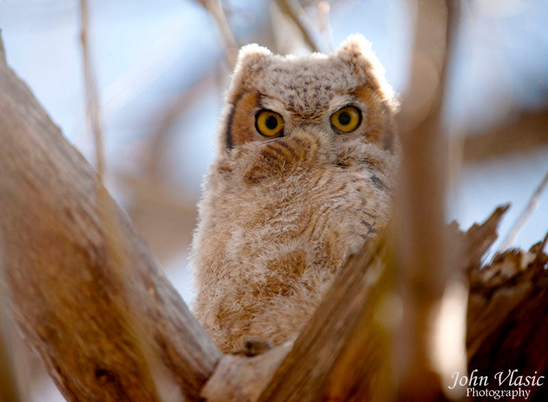 Baby Owl Eyes