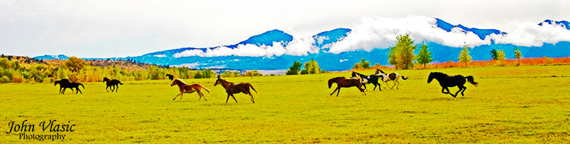 Horse Herd Panoramic