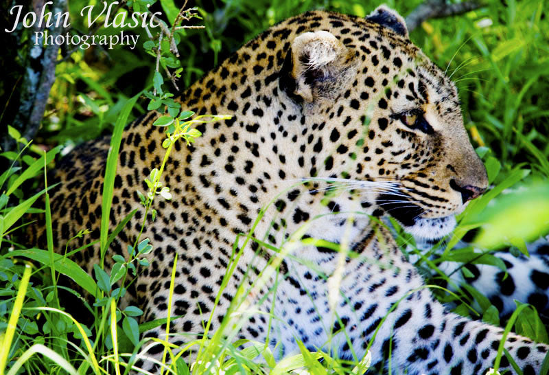 Leopard Profile