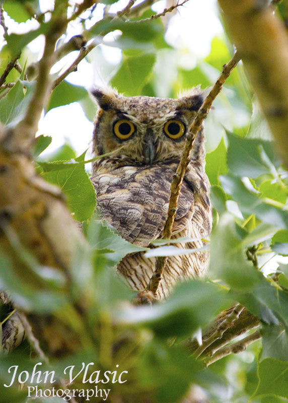 Owl Through the Trees