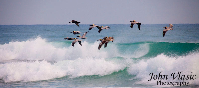 Pelican Waves