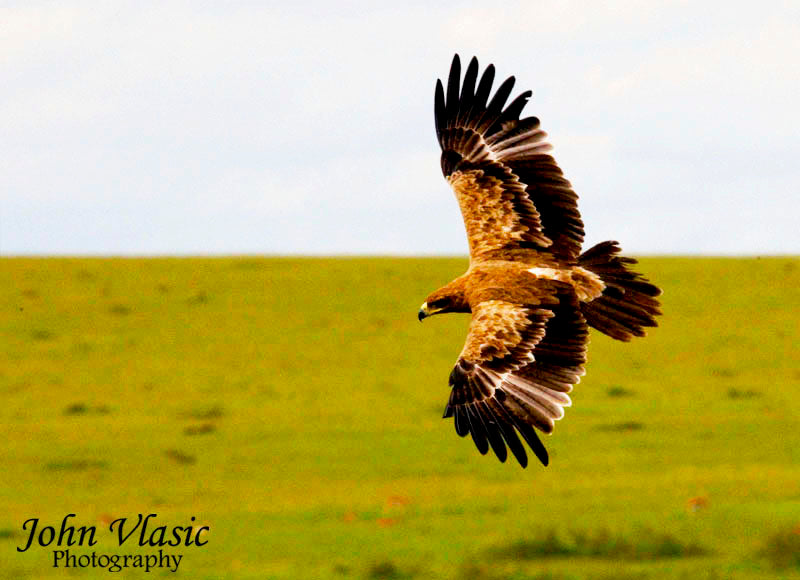 Tawny Eagle Flight