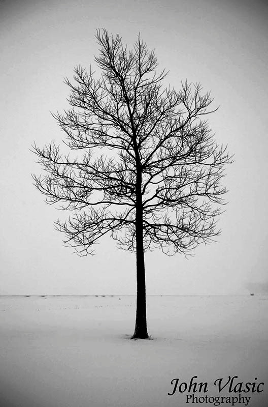 Solo Tree