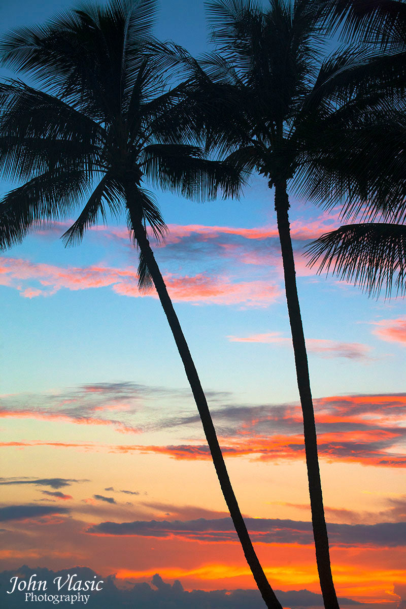 Hawaii Palms